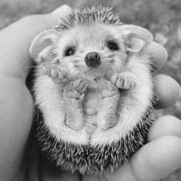 Meet your Posher, Jamie - Picture 1 of 1